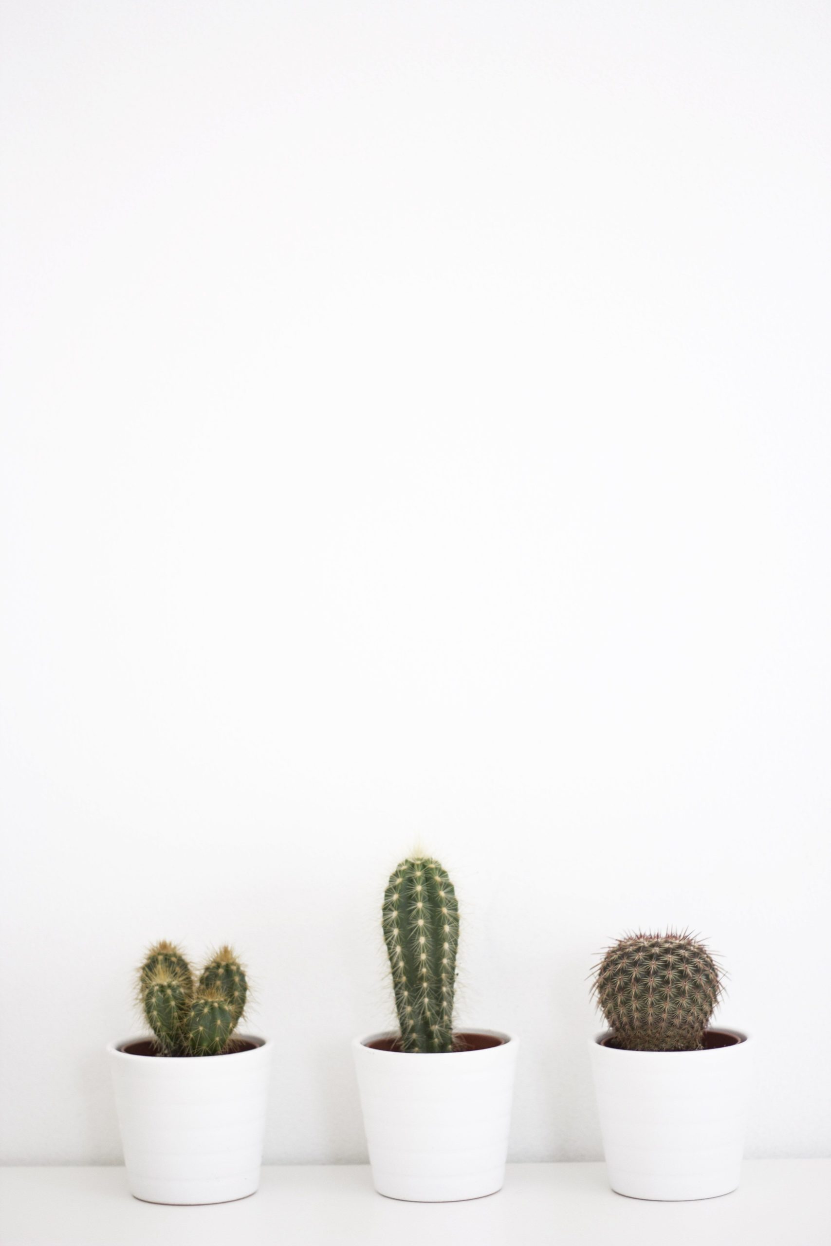 Featured image of post Aesthetic Cactus Wallpaper Looking for the best cactus wallpaper